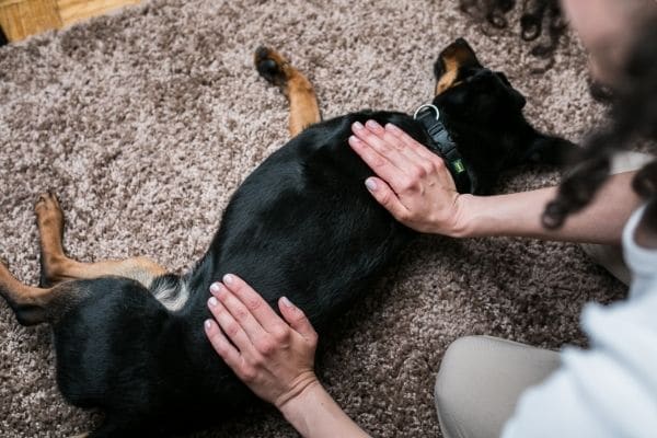 hund-som-far-massage